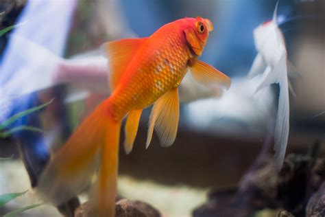 家裡放魚缸|魚缸千萬別這樣擺！養魚風水5大重點